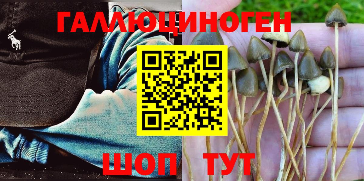 Сибай  Псилоцибиновые грибы Cubensis  Вход с VPN 